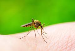 Prima jumatate a lunii iulie a venit cu 3 cazuri de infectie cu virusul West Nile
