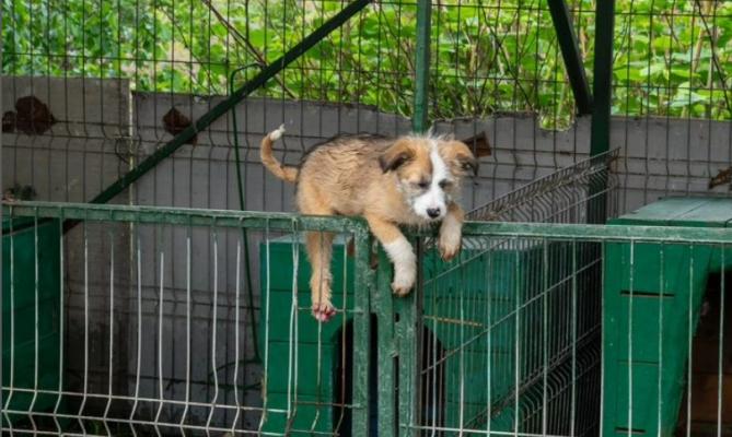 Povestea puiului de câine care „evadează” i-a înduioșat pe internauți. Ce ascunde imaginea simpatică, de fapt: „A rămas singură”
