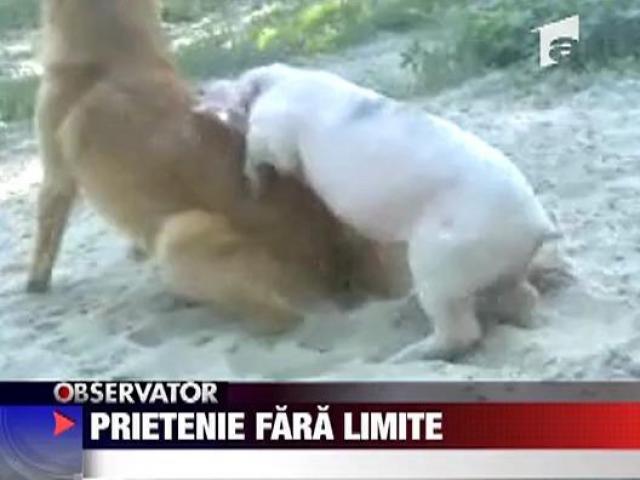 Prietenie Fara Limite Antena 1