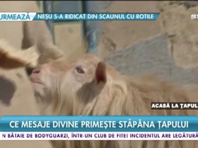 Să Vezi și Să Nu Crezi El Este țapul Care Comunică Cu Dumnezeu Stăpana Animalului Primește Mesaje Divine Este Un Bețiv Consumator De Vin Antena 1