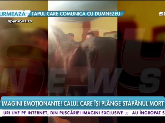 Cal Citeste Toate Articolele Despre Cal Pagina 3 Din 13 Antena 1