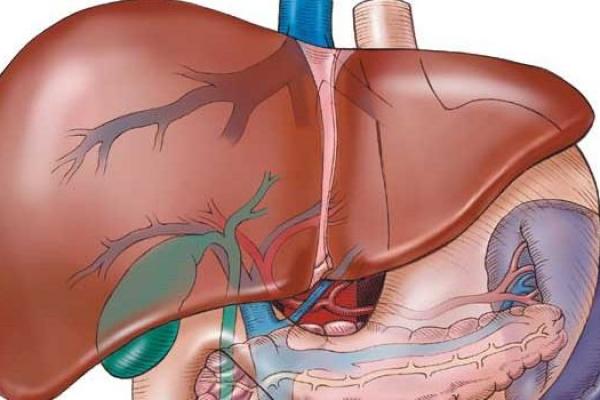 Ficatul Organ Intern Al Corpului Uman