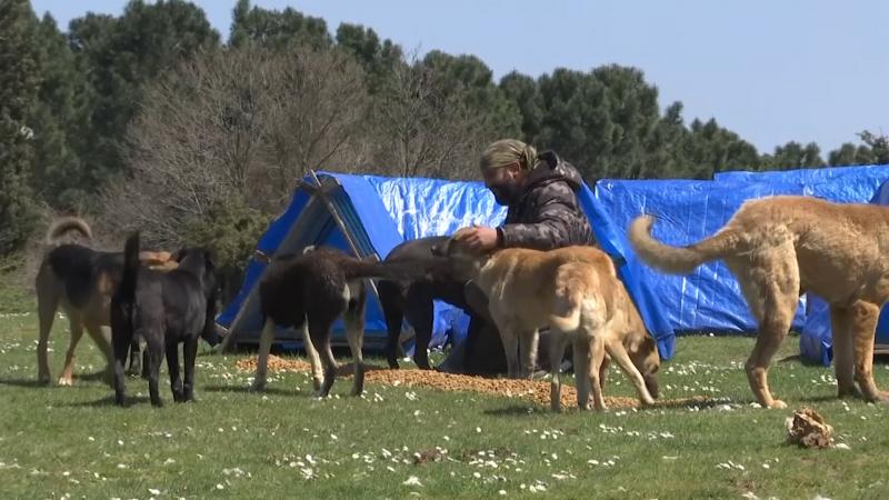 Tugay Abukan mângâie câinii abandonați de la marginea Istanbulului