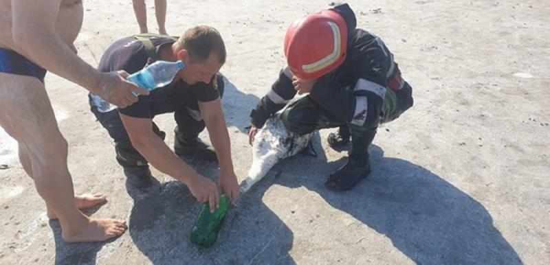 Lebădă salvată de pe Lacul Sărat