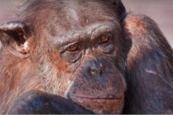 Informații Despre Maimute