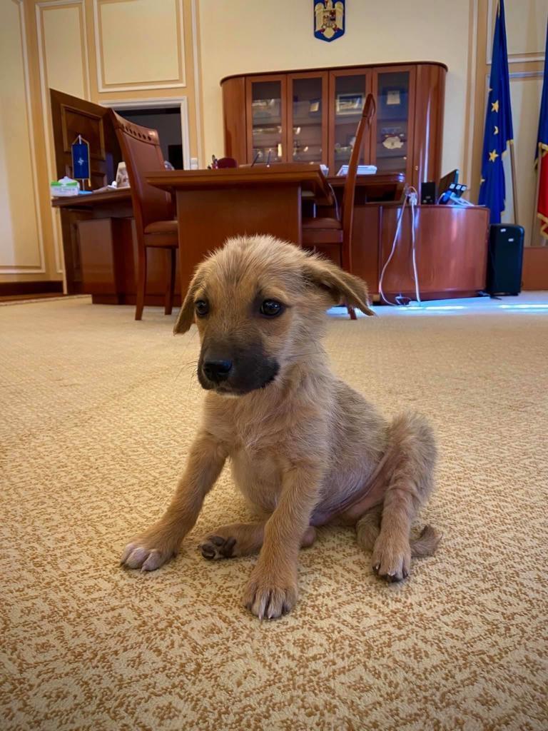 Cățelușul a primit numele Max și va crește în Ministerul de Interne