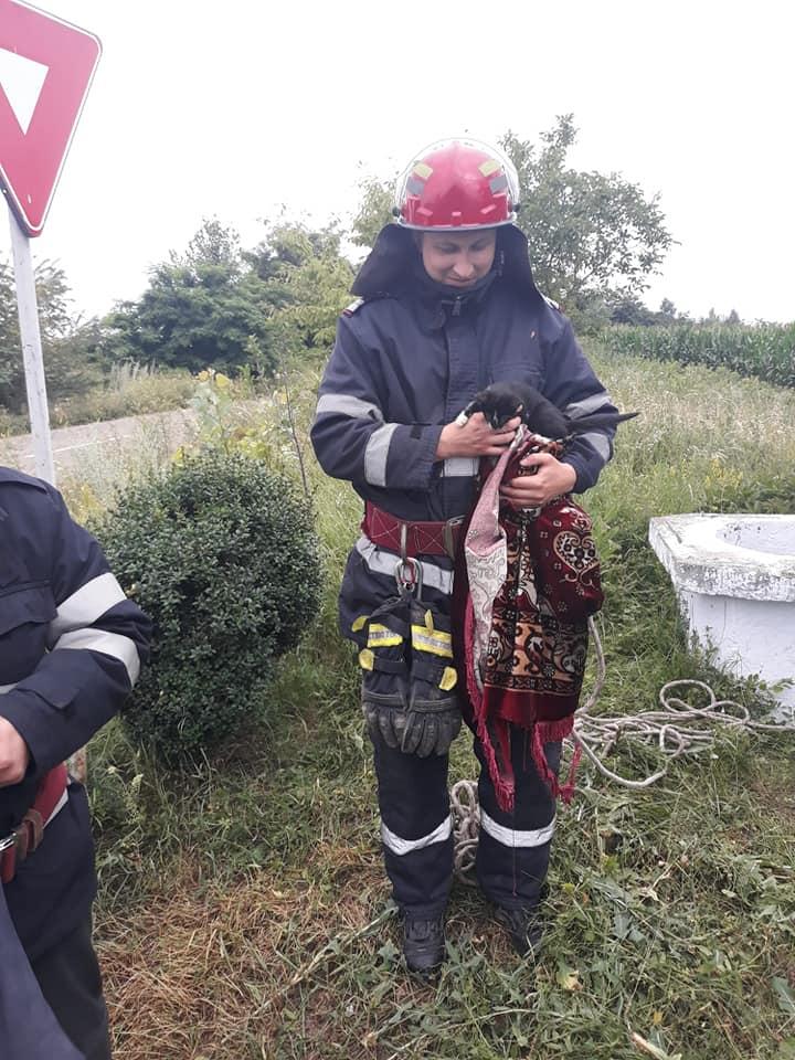 Pompierii au coborât în fântână o pătură, de care pisica s-a agăţat și a fost scoasă la suprafaţă