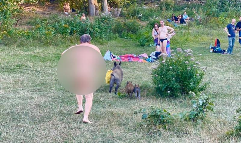 Bărbat care aleargă după un porc mistreț, în Germania