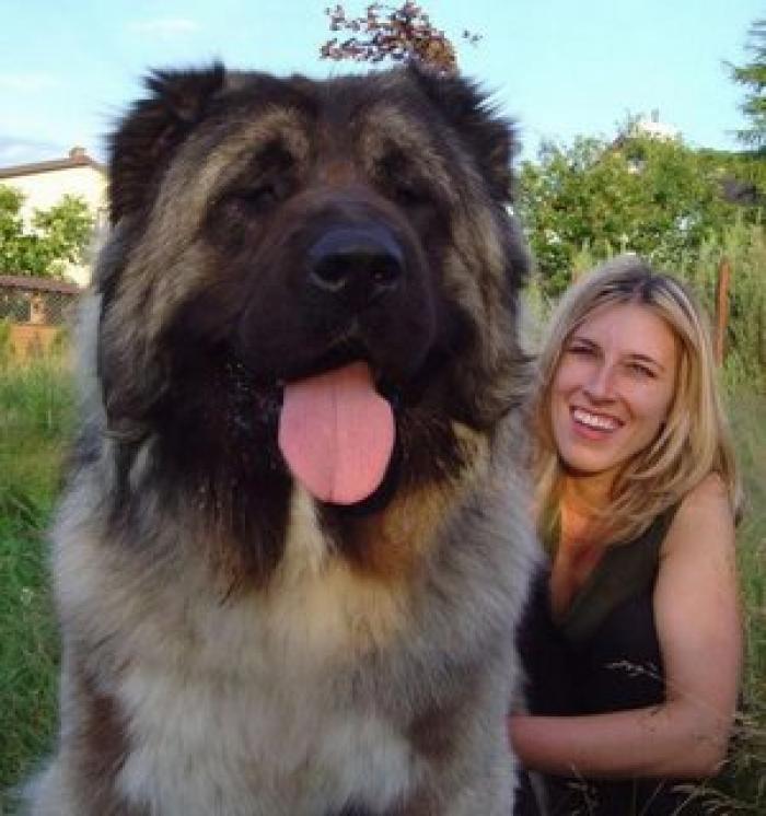 Tibetan – cel scump câine lume