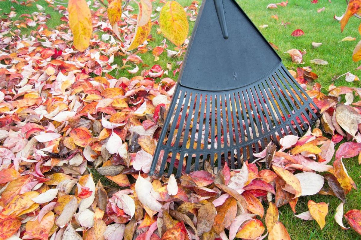 Cum să-ți îngrijești eficient grădina toamna