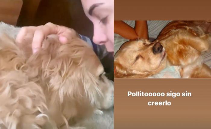 Mika, labradorul actriței Florencia de Saracho