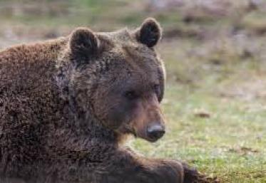 Hrănirea urșilor pe Transfăgărășan se lasă cu amenzi