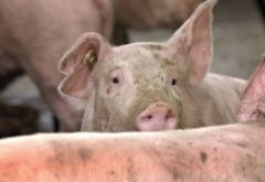 Ajutor pentru cei concediați de la fermele inchise de pesta porcină