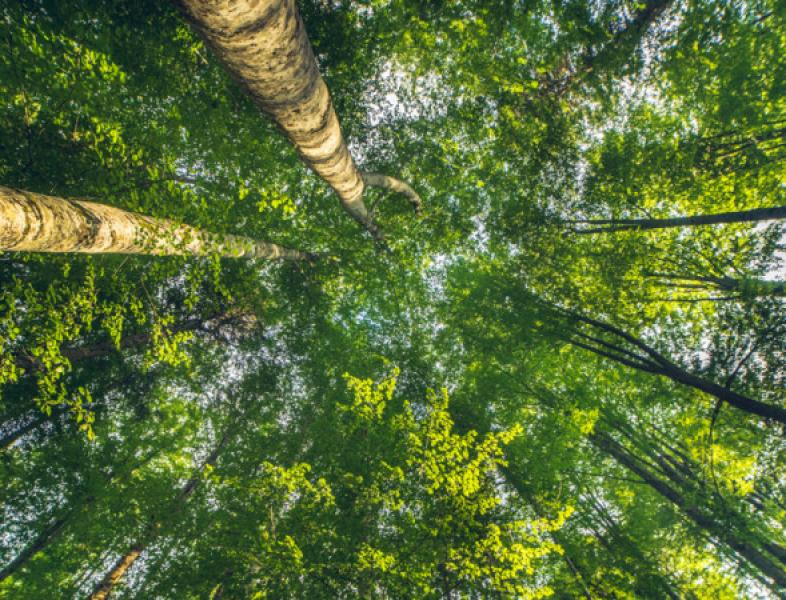 Aplicație pentru salvarea pădurilor virgine din România