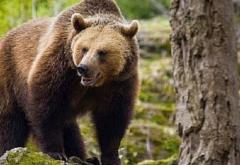 Românii care hrănesc urşii ar putea fi amendați, anunță ministrul Mediului