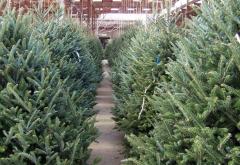 Romsilva scoate la vânzare peste 30 de mii de pomi de Crăciun