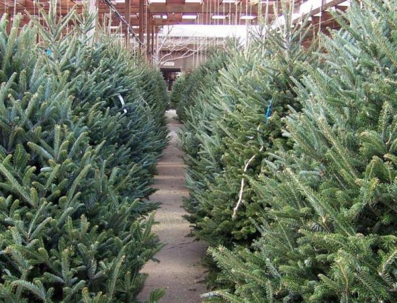 Romsilva scoate la vânzare peste 30 de mii de pomi de Crăciun
