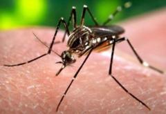 Alertă în Italia pentru febra Dengue