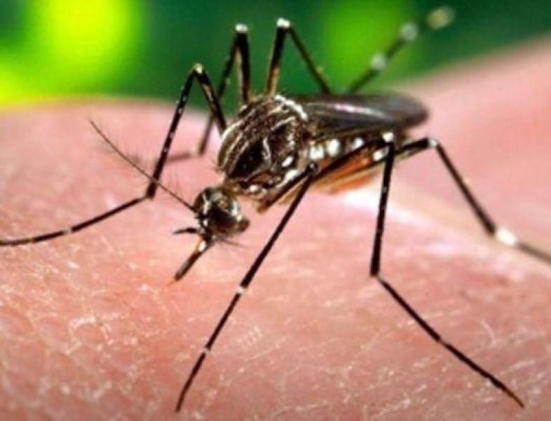 Alertă în Italia pentru febra Dengue