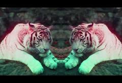 Benny Benassi & Sofi Tukker- Everybody Needs A Kiss | VIDEOCLIP