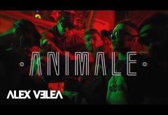 Alex Velea - Animale | VIDEOCLIP
